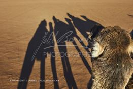 Image du Maroc Professionnelle de  L'ombre d'une caravane avec son guide et ses touristes au lever du soleil sur les dunes de sable du Sahara à Merzouga dans la région de Drâa-Tafilalet au Sud Est du Maroc, le long de ce que l'on appelle la route des mille kasbahs, Dimanche 5 mars 2017. De nombreux touristes visitent les dunes de Merzouga à l’aube pour contempler la beauté du lever du soleil sur les dunes de sable du Sahara. (Photo / Abdeljalil Bounhar 